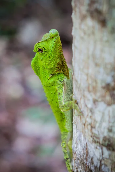 Zöld gyík a fán. Szép closeup állati hüllő a természet vadon élő állatok élőhelye, Sinharaja, Sri Lanka-ben — Stock Fotó