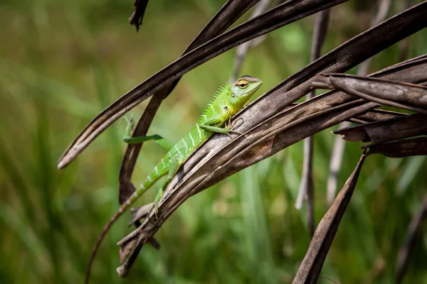 Jaszczurka zielona złagodzone na trawie. Piękny zbliżenie zwierzęta reptile w natura wildlife habitat, Sinharaja, Sri Lanka — Zdjęcie stockowe