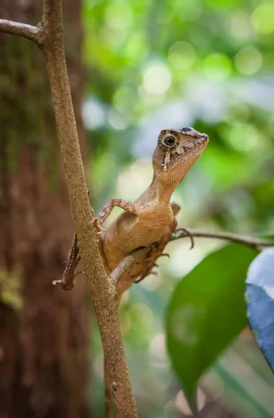 Kis gyík a fán. Szép closeup állati hüllő szem a természet vadon élő állatok élőhelye, Sinharaja, Sri Lanka — Stock Fotó