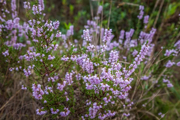 Heather wild flowers. Small violet flowers.