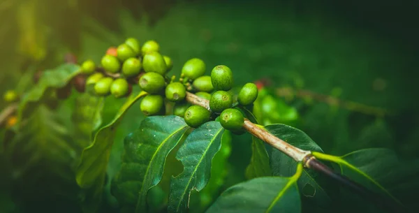 Grãos de café arábica orgânica fresca ou robusta em um ramo que cresce na fazenda plantação em Bali, Ubud. Os raios caindo do sol iluminam os grãos de café amadurecendo. Foco suave em bagas verdes . — Fotografia de Stock