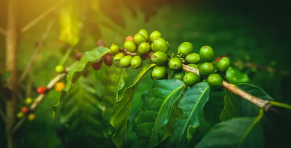 Arabica lub robusta świeże organiczne ziarna kawy na gałęzi rosnącej na farmie plantacji na Bali, Ubud. Miękka koncentracja na zielonych jagodach. Spadające promienie słońca oświetlają dojrzewające ziarna kawy — Zdjęcie stockowe