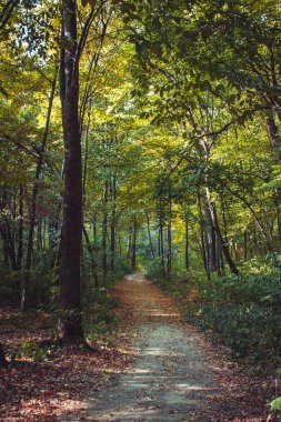 Ormanın içinden giden yol
