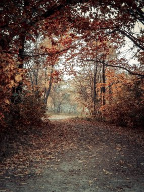 Sonbahar orman yürüyüş