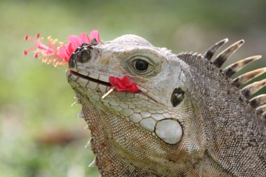 Yetişkin Iguana kırmızı hibiscus çiçek yeme