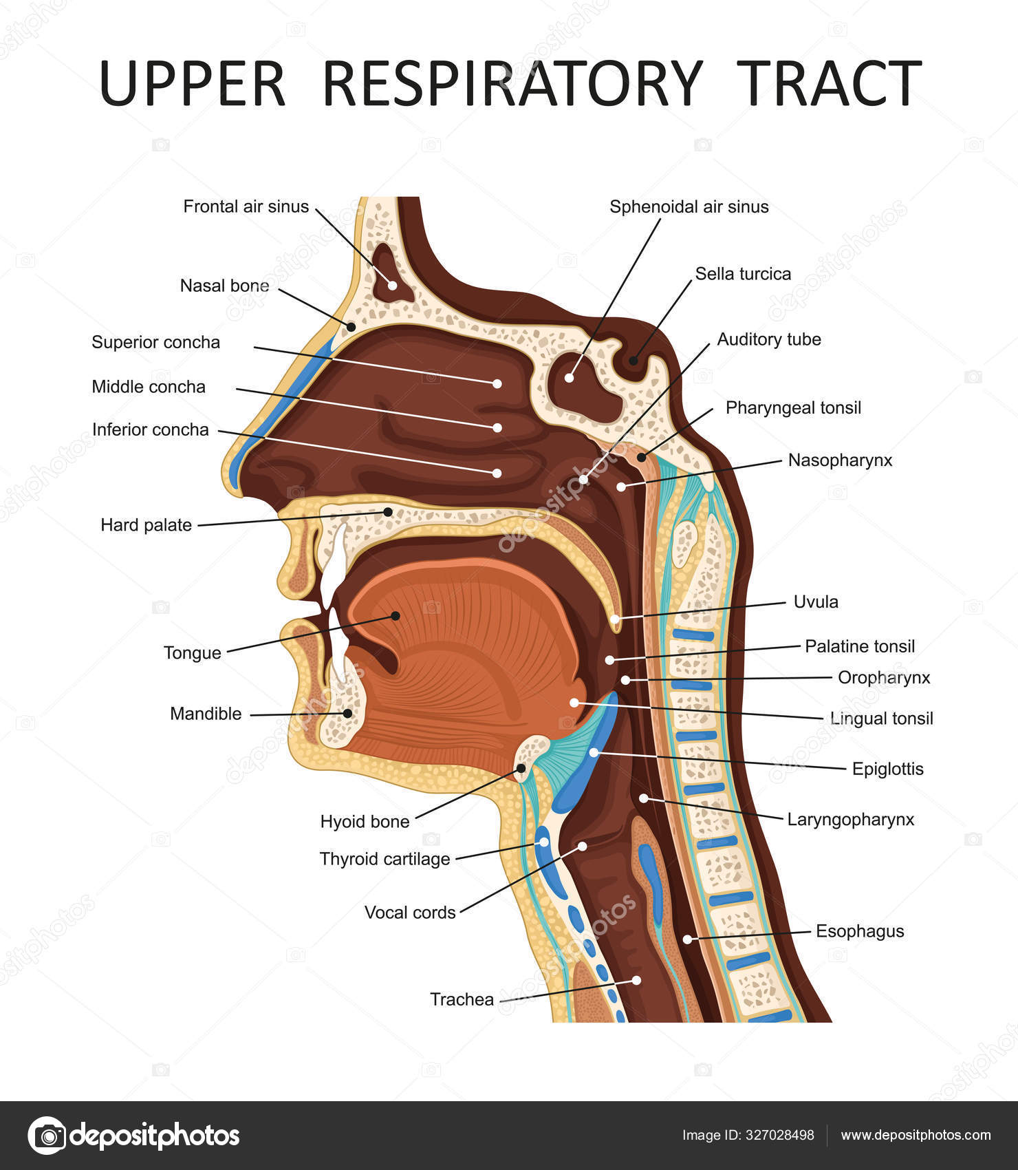 Upper Respiratory Tract Anatomy Nose Throat Mouth Respiratory
