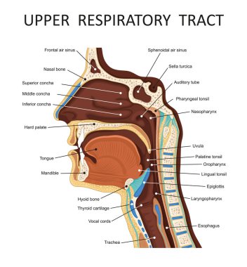 Upper respiratory tract. Anatomy - nose, throat , mouth, respiratory system clipart