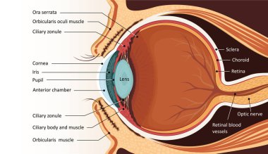 İnsan gözü anatomisi. Eğitici materyal
