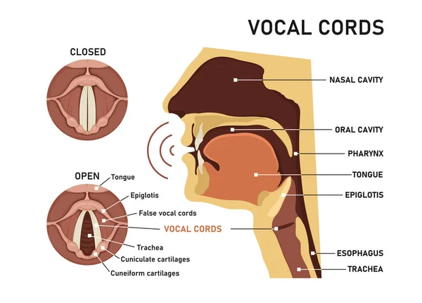 Cordones vocales. La voz humana — Archivo Imágenes Vectoriales