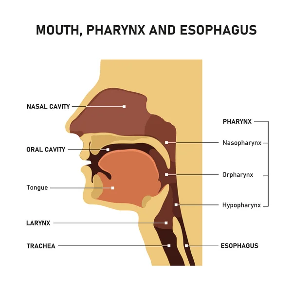 Mouth, pharynx and esophagus. — Stock Vector