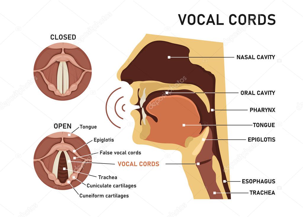 Vocal cords. The Human Voice