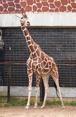 Hayvanat bahçesindeki zürafa