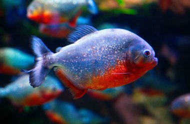 Piranha closeup akvaryum