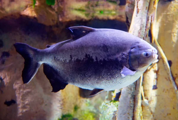 Piranha close-up aquarium — Stockfoto