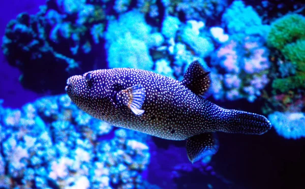 Een Egelvissen in een Aquarium — Stockfoto