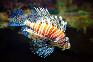 Zehirli Lionfish. Pterois volitans.