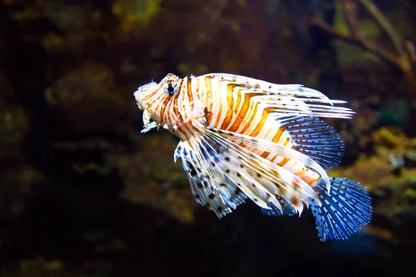 Poisonous Lionfish. Pterois volitans. Royalty Free Stock Photos
