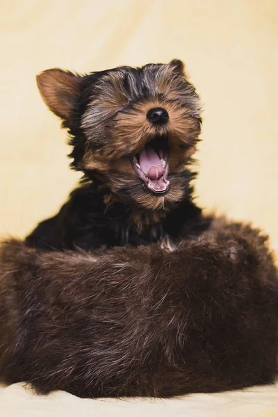 Aranyos kiskutya, Yorkshire Terrier — Stock Fotó