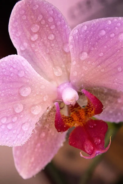 Rózsaszín phalaenopsis orchidea — Stock Fotó