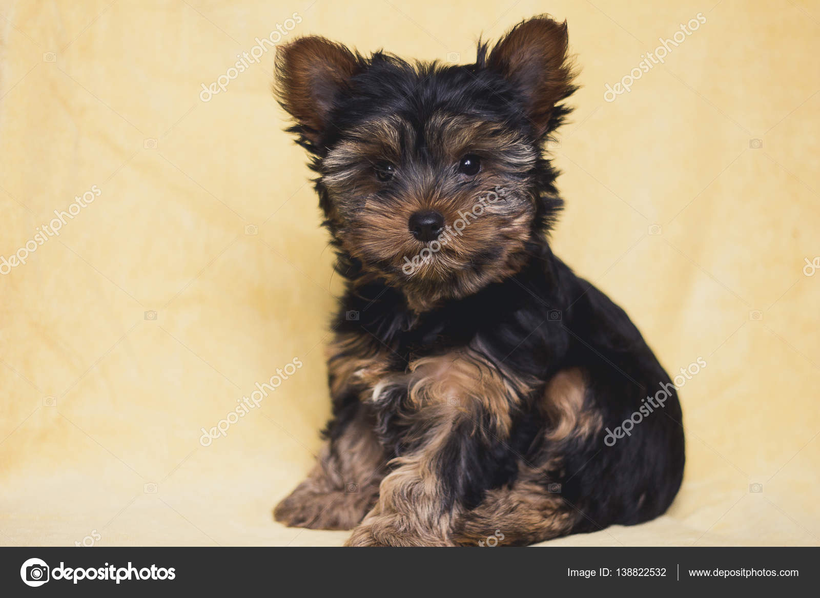 Mignon Petit Chien Yorkshire Terrier Photographie Molko82