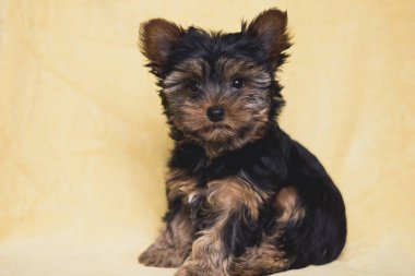 şirin köpek yavrusu Yorkshire korkunç