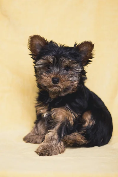 Aranyos kiskutya, Yorkshire Terrier — Stock Fotó