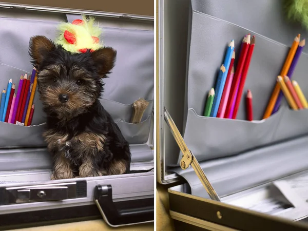 Aranyos kiskutya, Yorkshire Terrier — Stock Fotó