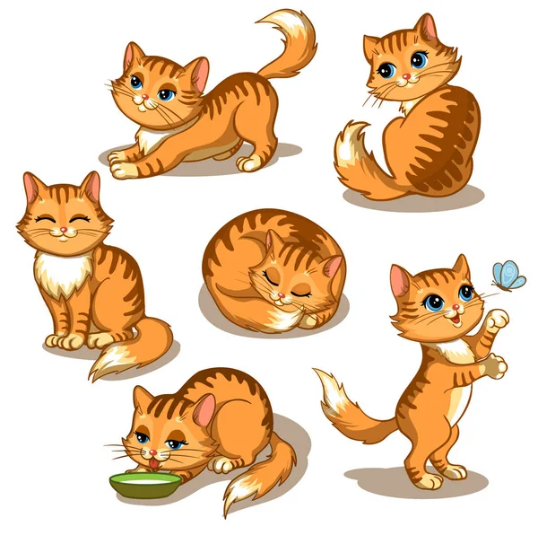 Rote süße Katze in verschiedenen Posen. Vector Cartoon flache Illustration. Lustige verspielte Miezekatze isoliert auf weißem Hintergrund — Stockvektor