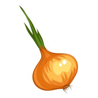 Wight arka plan üzerinde izole soğan