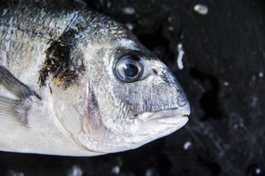 Karanlık bir arka plan üzerinde taze dorado balık.