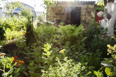 Köyün yağmur sırasında Web.