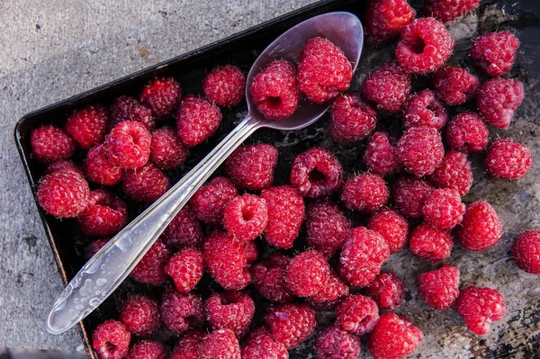 Ripe large raspberry. — Stock Photo, Image