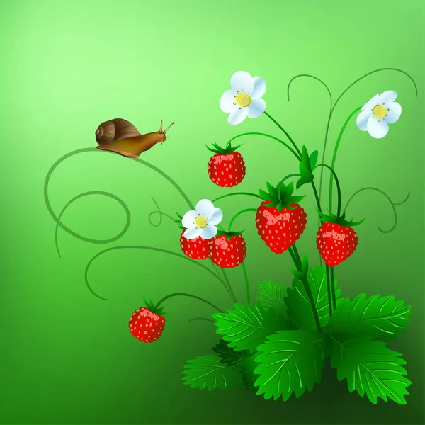 Illustration vectorielle de la fraise sauvage mûre et d'un escargot — Image vectorielle