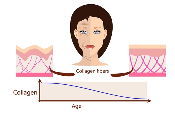 Vektör yüz ve cilt - yaşlı ve genç tıbbi ve Kosmetoloji resimler için iki tür — Stok Vektör