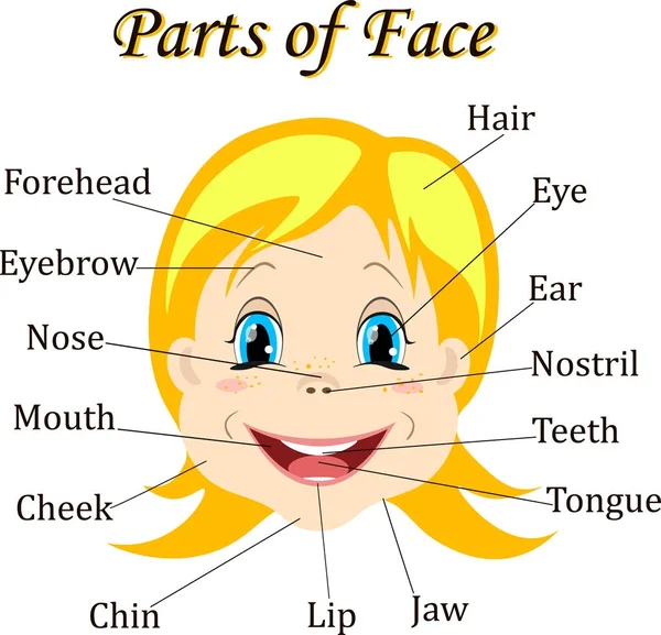 Cartoon child. Girl. Vocabulary of face parts. Vector illustration. — Stock Vector