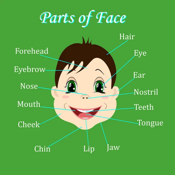 卡通儿童。男孩。词汇的面部部分。矢量图. — 图库矢量图片