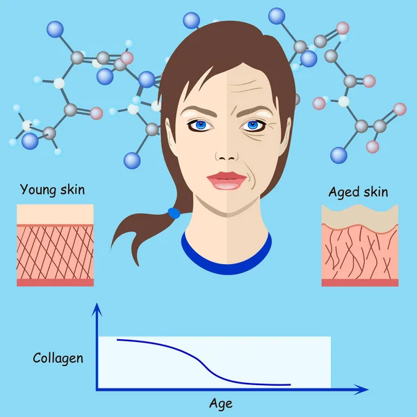 Vector faces and two types of skin - aged and young for medical and cosmetological illustrations isolated, aging process — Stock Vector