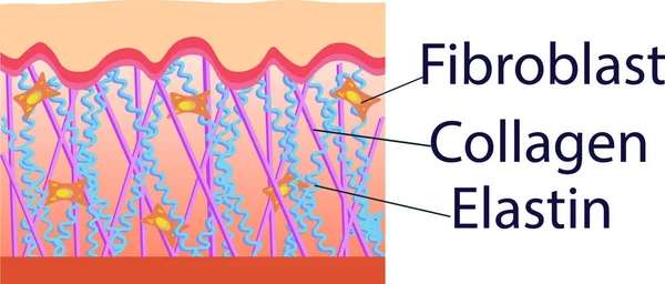 Ilustração vetorial de células de estrutura com colágeno, elastina e fibroblastos —  Vetores de Stock