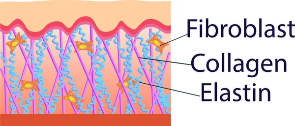 Vektorillustration von Strukturzellen mit Kollagen, Elastin und Fibroblasten — Stockvektor