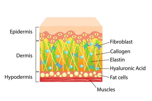 Esquema vectorial de piel, para ilustraciones cosmetológicas y sanitarias — Archivo Imágenes Vectoriales