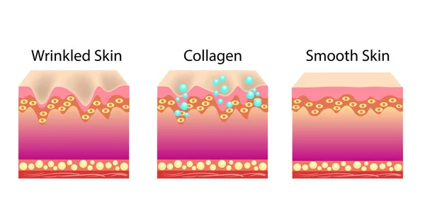 Векторная иллюстрация с процессом старения кожи моложе с помощью кальлогена — стоковый вектор