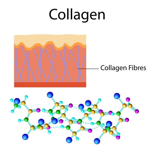Εικονογράφηση διάνυσμα με τύπο κολλαγόνου που απομονώνονται σε λευκό — Διανυσματικό Αρχείο