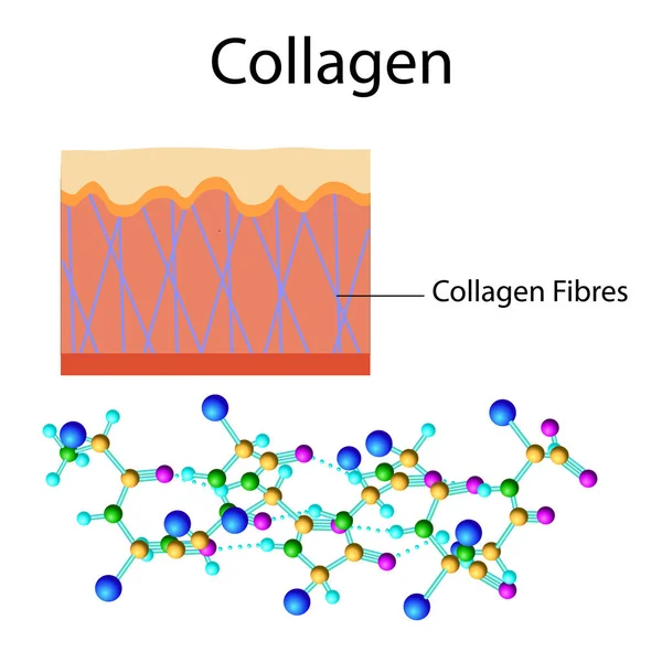 用白色的胶原蛋白公式进行矢量图解 — 图库矢量图片