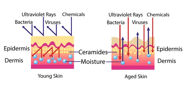 Effect van het milieu op de huid, vector diagram voor cosmetological afbeelding — Stockvector