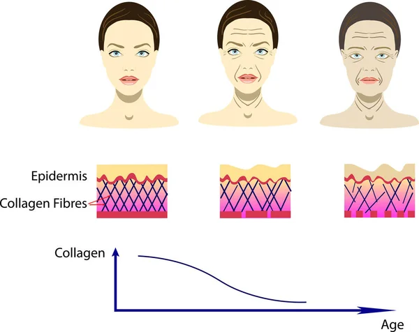 Ilustración vectorial con proceso de envejecimiento, esquema para imágenes cosmetológicas — Vector de stock