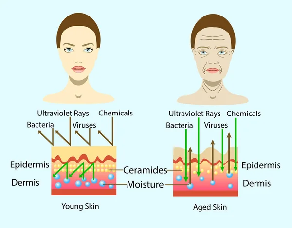 Hatása a környezetre, a bőrön, elszigetelt cosmetological illusztráció vektor diagram — Stock Vector