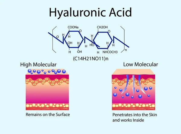 Vectorillustratie met hyaluronzuur in huidverzorgingsproducten. Lage moleculaire en hoge moleculaire. — Stockvector