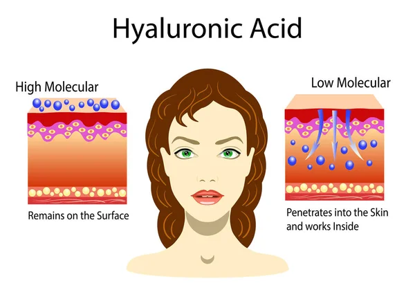 Illustrazione vettoriale con acido ialuronico nei prodotti per la cura della pelle. Basso molecolare e alto molecolare. isolato — Vettoriale Stock