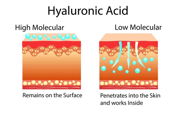 Ilustração vetorial com ácido hialurônico em produtos de cuidados com a pele. Baixo molecular e alto molecular . — Vetor de Stock