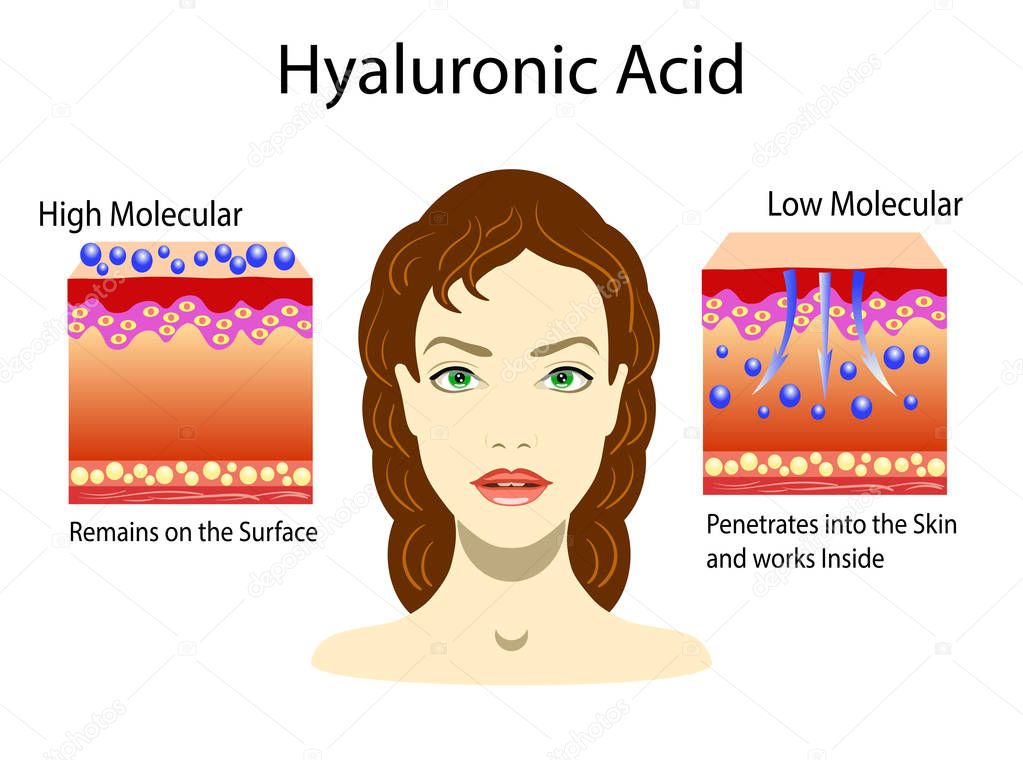 Vector illustration with Hyaluronic acid in skin-care products. Low molecular and High molecular. isolated